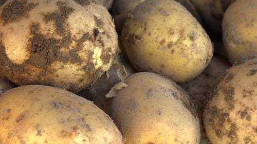 Freshly Harvested Potatoes Covered in Soil
