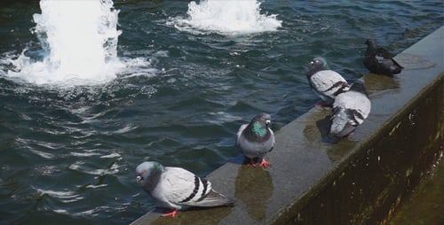Tauben im Springbrunnen