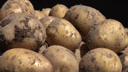 Close Up Pile of Dirty Potatoes