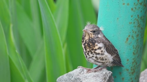Young Bird Resting on Rock Near Greenery
