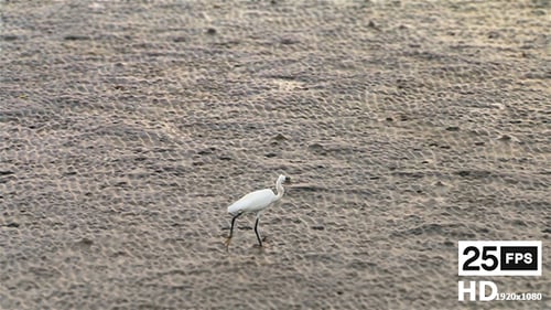 Bird On The Beach