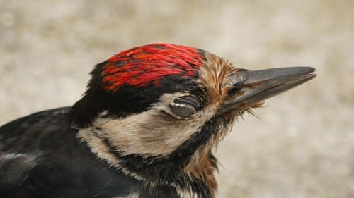 Great Spotted Woodpecker Sitting