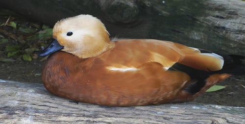 Vogel-Ente