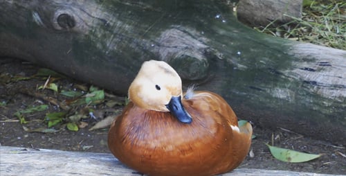 Ruddy Shelduck Resting Beautifully near Fallen Log