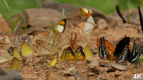 Butterfly Flying