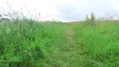 Summer Field And Path 58