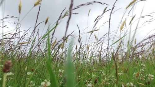 Clover And Grass Growing On Meadow Or Field 51