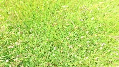 Clover And Grass Growing On Meadow Or Field 48