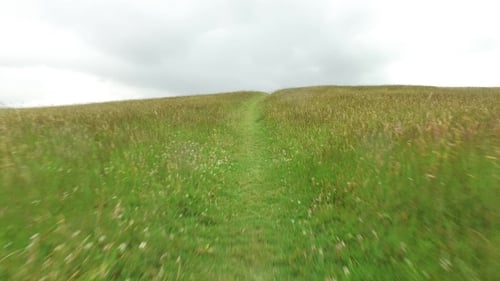 Summer Field And Path 60