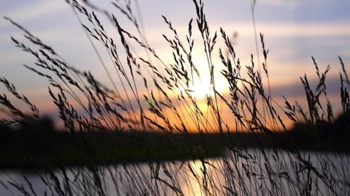 Sunset On River Through Silhouette Of Grass