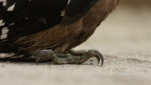 Powerful Feet And Talons