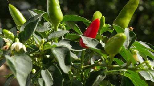 Decorative Ripe Red And Green Pepper