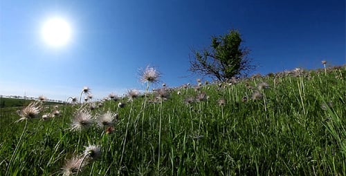 Sommer-Landschaft