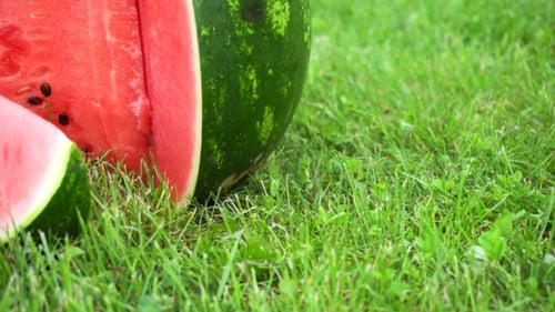 Pastèque tranchée sur l'herbe