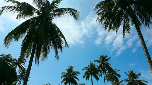 Coconut Palms