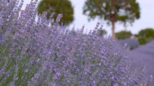 Violette Lavendel