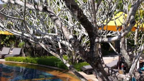 Beautiful Swimming Pool In Tropical Resort With Deck Chairs
