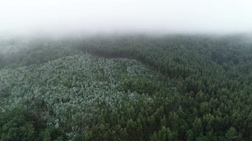 Aerial View of Foggy in the Morning Forest. Natural Background