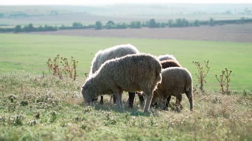 Herd sheep standing and graze in beautiful field. Agriculture and cattle breeding. Slow motion