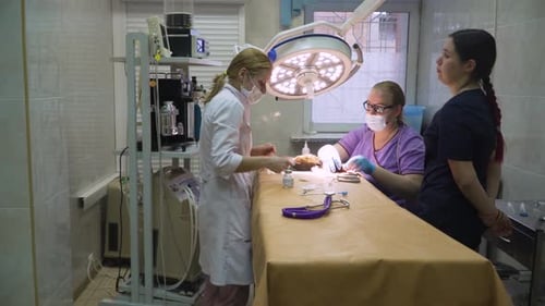Vets Performing Surgery on Animal in Clinic