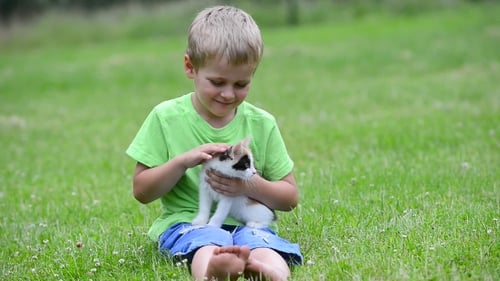 Boy Sits on Lawn Petting a Kitten