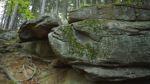 Stone & Forest