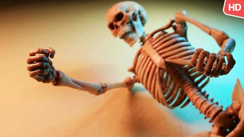 Human Skeleton