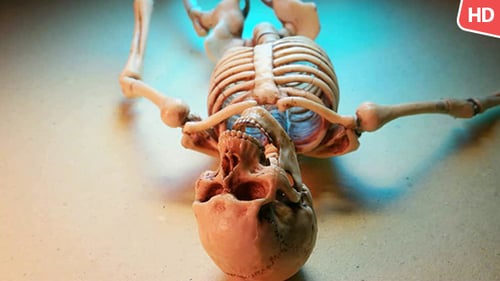 Human Skeleton 01844