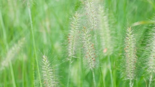 Green Grass Blowing Gently in the Breeze