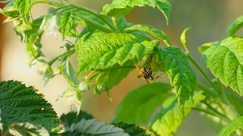 Gemeine Wespe (Vespula Vulgaris)