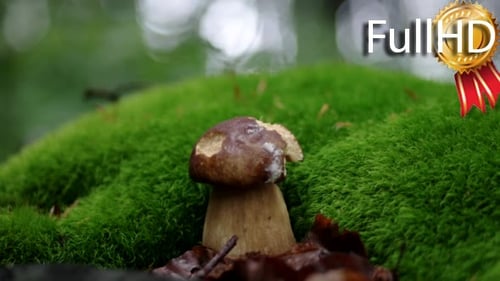 Cutting Mushroom With a Knife in the Forest