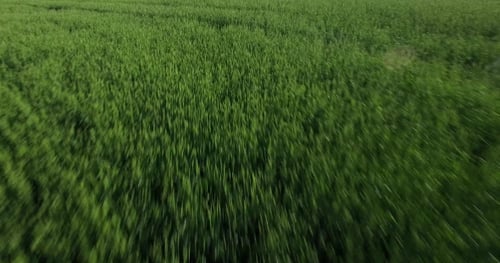 Aerial View of Lush Green Crop Field