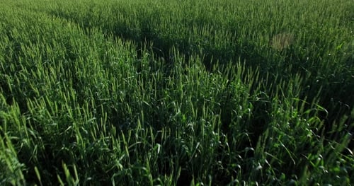 Aerial View of Green Crops Field in Daytime