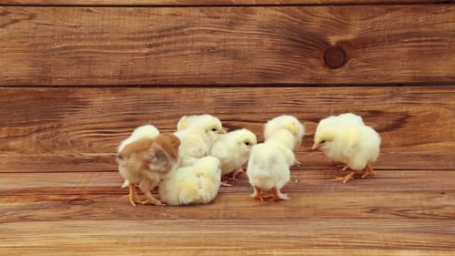 Group of Fluffy Baby Chickens on Wood