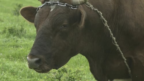 Young Bull On A Green Meadow
