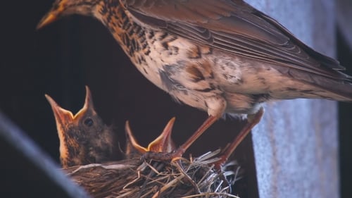 Parent Bird Feeding Babies in Nest Close Up