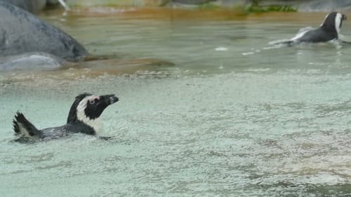 Penguins Swimming in Clear Blue Water