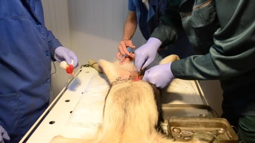 Dog Surgery