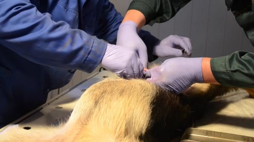 Veterinarians Perform Procedure on Animal