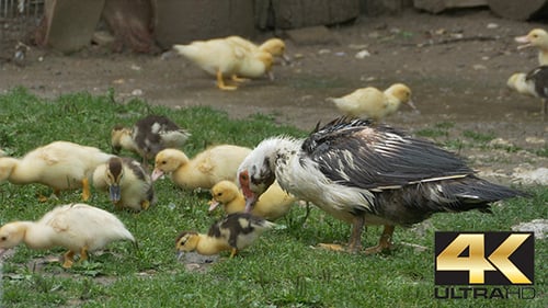 Duck with Baby Nibbling Grass