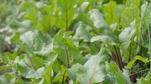 Beets In The Garden - Green Leaves Swaying In The Wind