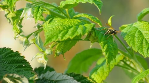 Common Wasp ( Vespula Vulgaris)