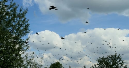 Flock of Birds Flying in Cloudy Sky