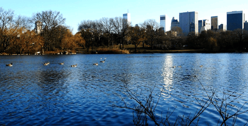 NYC Central Park Lake 3