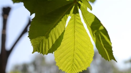 Frühlingsblätter der Kastanie in der Sonne