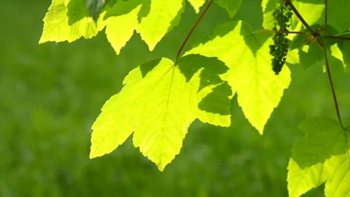 Frisches grünes Blatt auf einem Ast eines Baumes mit der Hintergrundbeleuchtung der Sonne