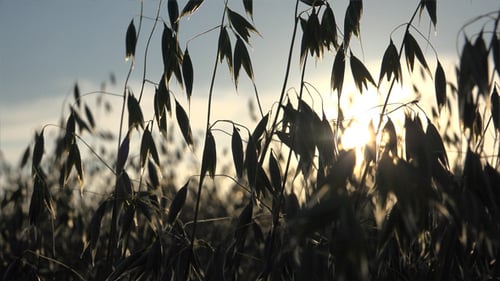 Oats