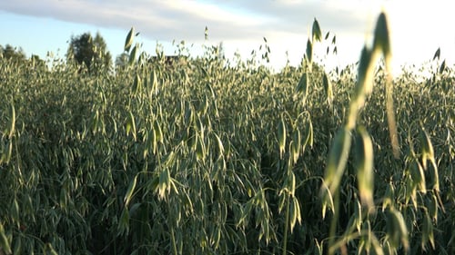Oats