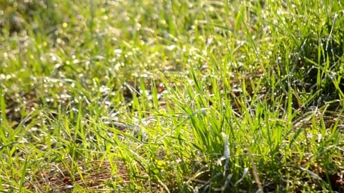 Morning Dew On The Green Grass In The Sun Shines