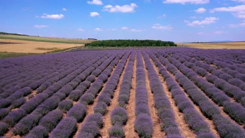 Lavender field